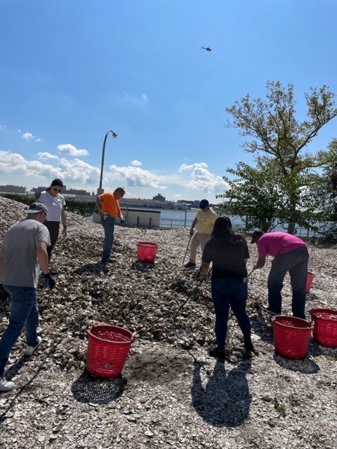 Billion Oyster Project volunteering